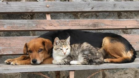 Vivir con perros o gatos se asocia con menos alergias alimentarias en niños