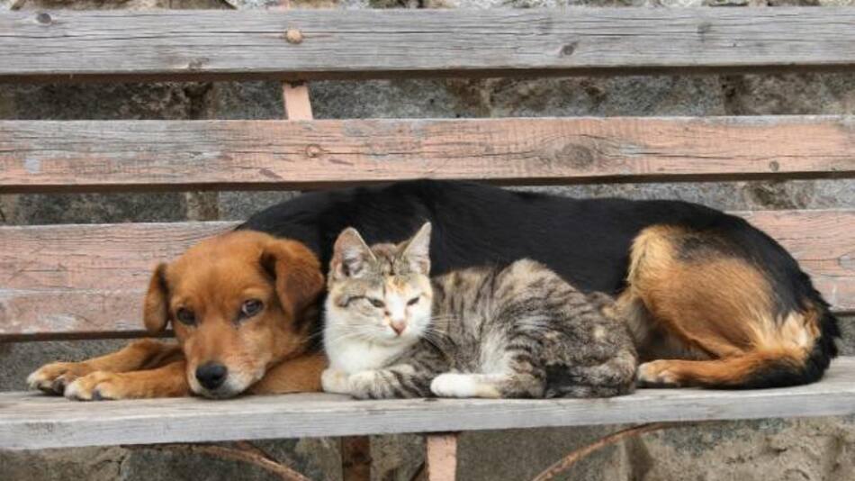 Perros y gatos callejeros