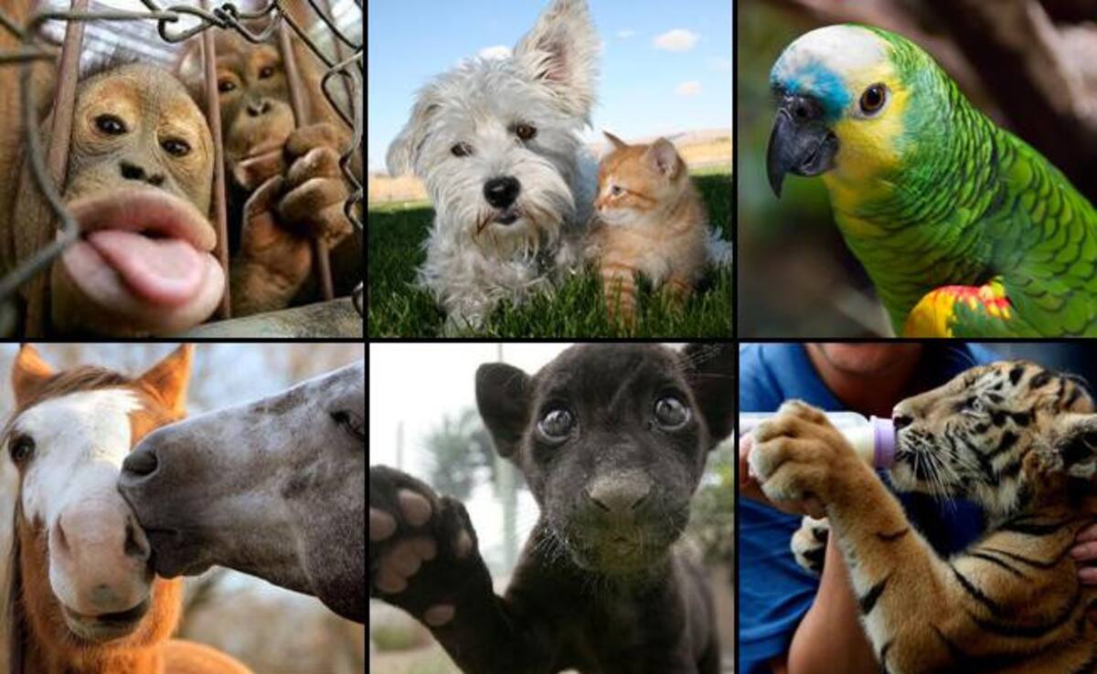 29 de abril día del animal