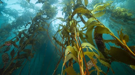 Bosques de algas gigantes en Latinoamérica. Foto: Fundación Rewilding Chile.