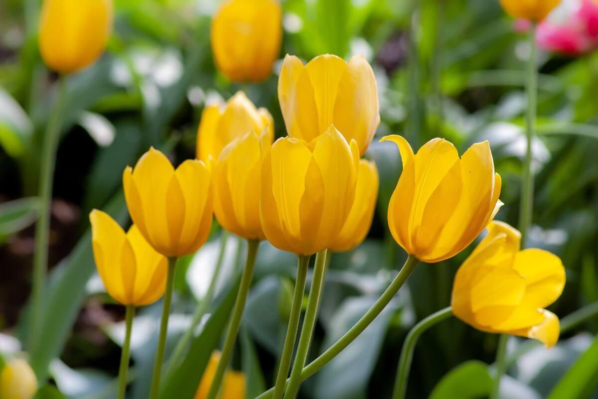 Tulipanes Amarillos. Foto: Unsplash