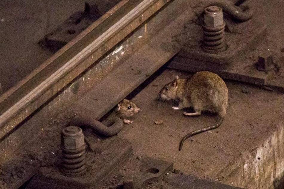 Ratas en Nueva York. Foto: Reuters
