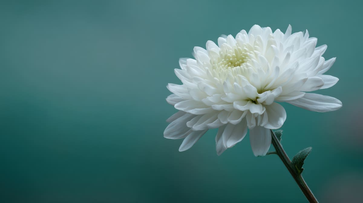 Crisantemos, flor, plantas, jardín.