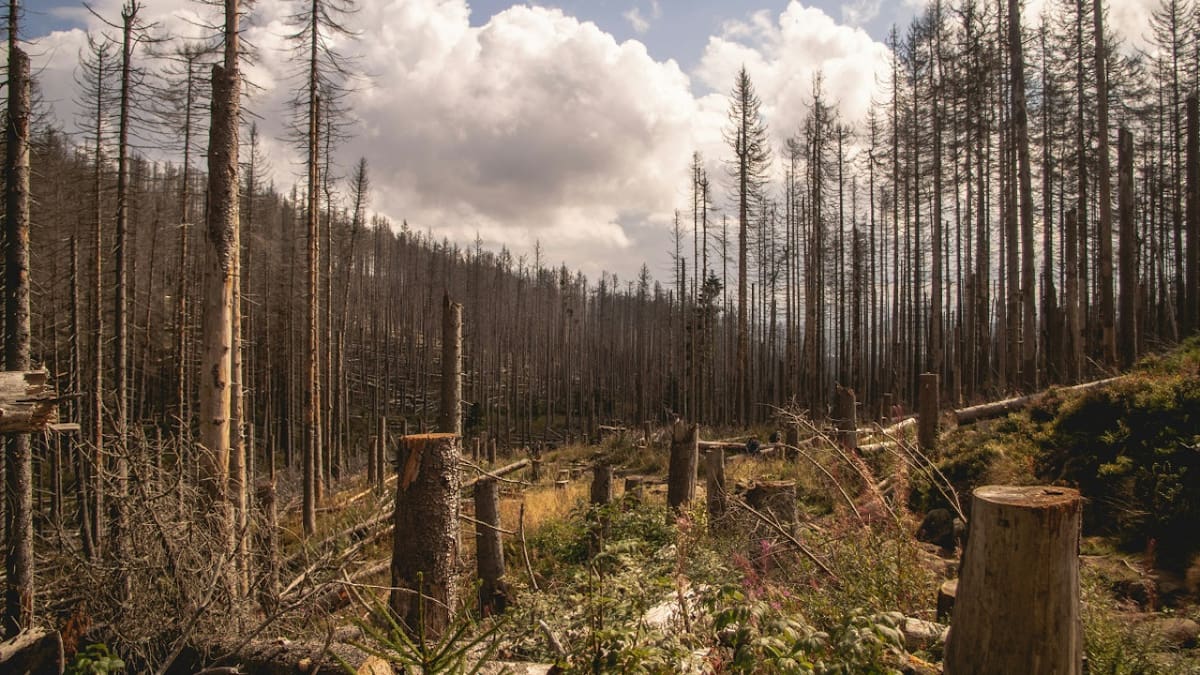 ¿La desaparición de bosques podría ser buena noticia?: los motivos detrás de este dilema climático