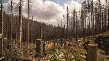 Deforestación en Harz, Alemania. Foto: Unsplash.