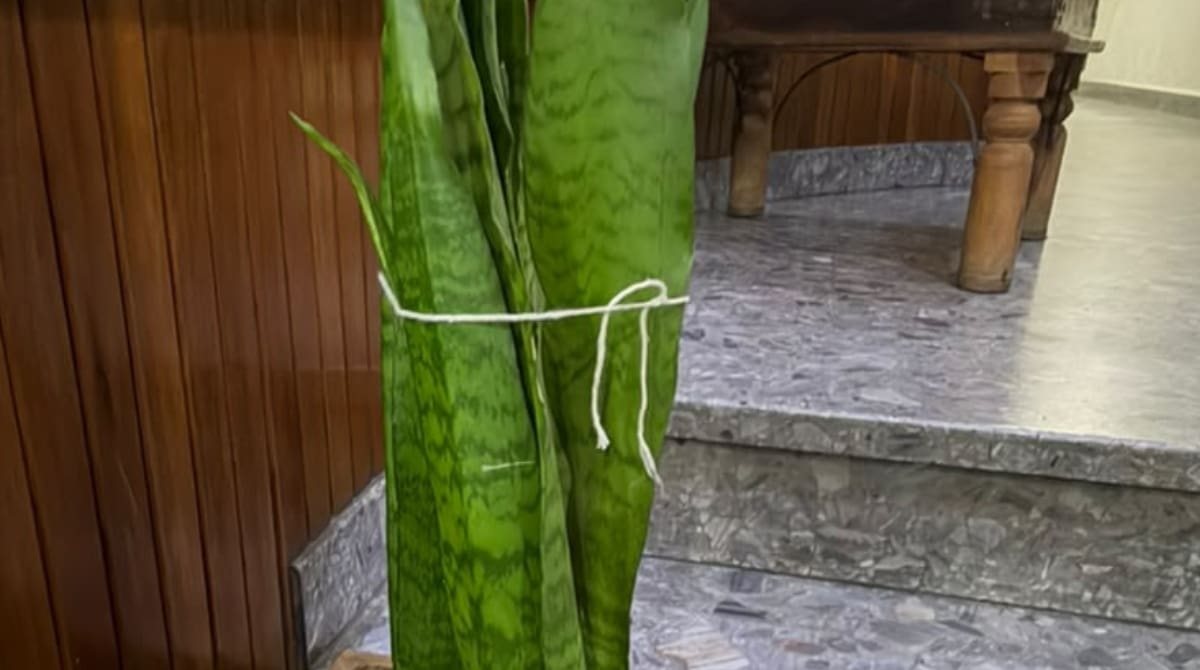La lengua de suegra, también conocida como sansevieria, es una de las plantas de interior más populares por su resistencia y sus hojas largas y verticales.