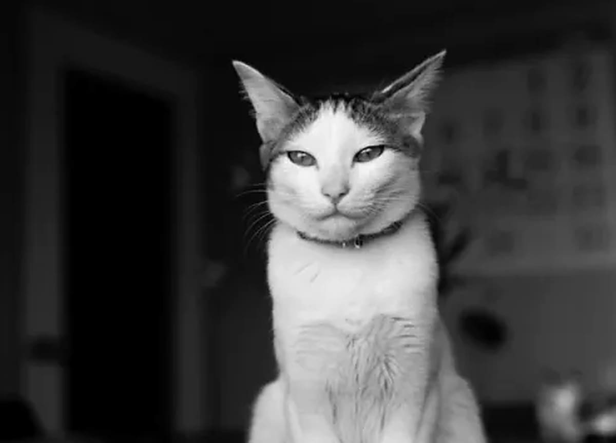 El fotógrafo japonés Nobuyoshi Araki retrató durante 22 años a Chiro, la gata que llegó a su hogar por iniciativa de su esposa Yoko. Tras perder a ambas, encontró en las fotografías una manera de conservar sus recuerdos.