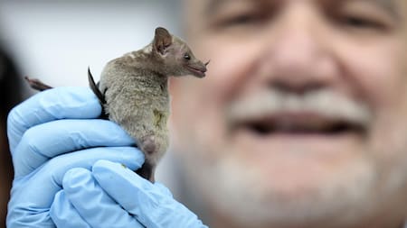 Festival del Bosque Quiróptera 2024. Foto: EFE.