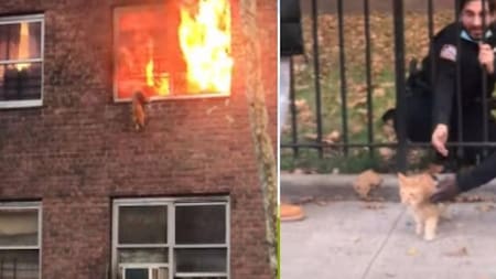 Un gato salva su vida en el último momento saltando desde su hogar en llamas