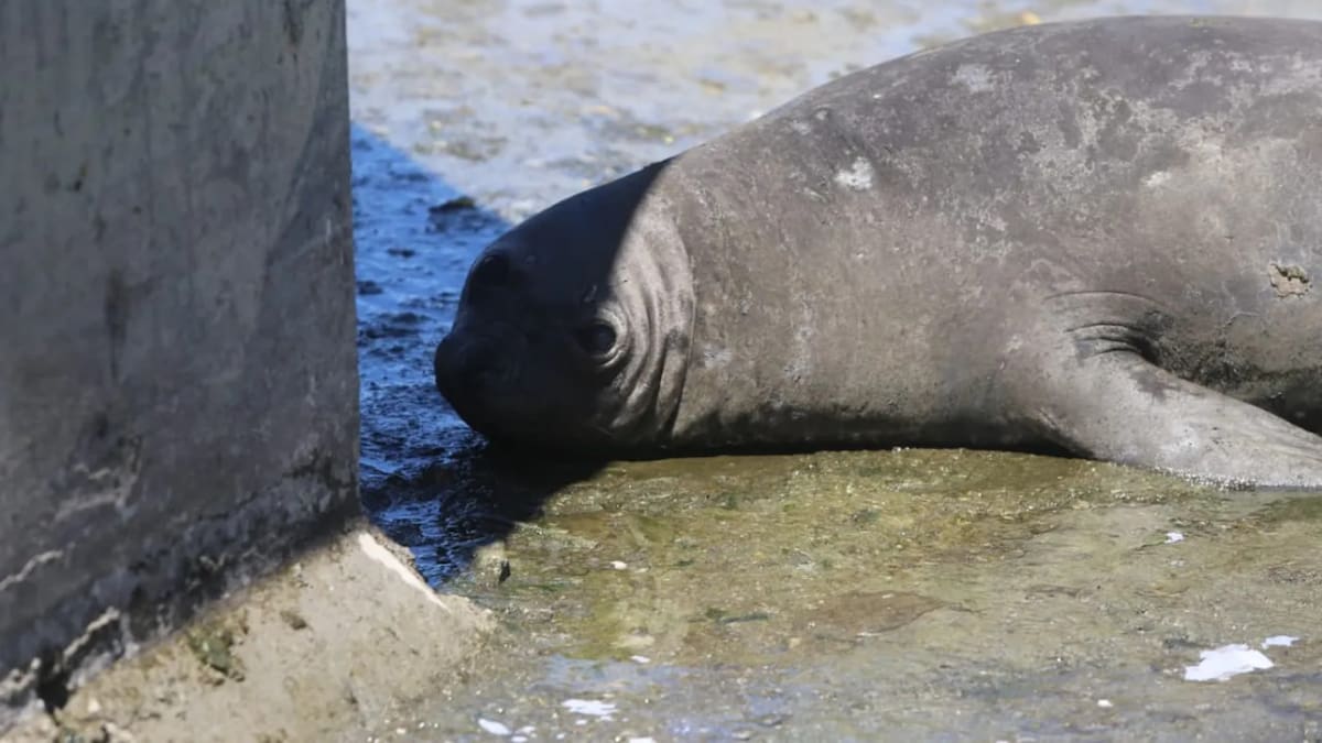 El elefante marino que fue rescatado. Foto: redes sociales.
