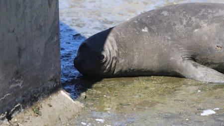 El elefante marino que fue rescatado. Foto: redes sociales.