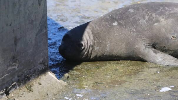 Final feliz para el elefante marino rescatado en La Plata: fue liberado en San Clemente y logró desplazarse solo hacia el mar