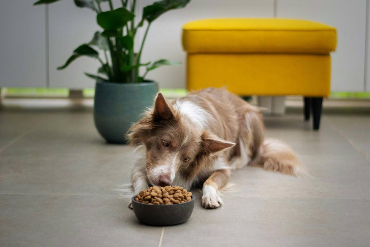 Perro, comida. Fuente: Unsplash