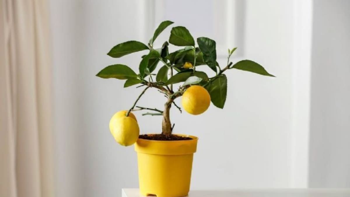 Limonero