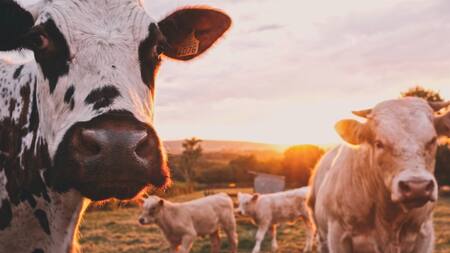 Vacas. Foto Unsplash.