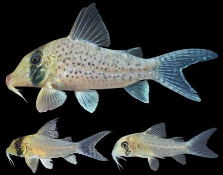 Nuevo ejemplar de pez ornamental. Foto: Instituto de Investigaciones de la Amazonía Peruana