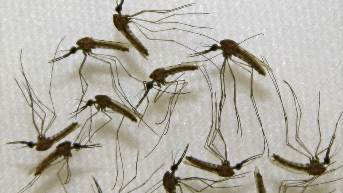Dengue. Foto: NA.