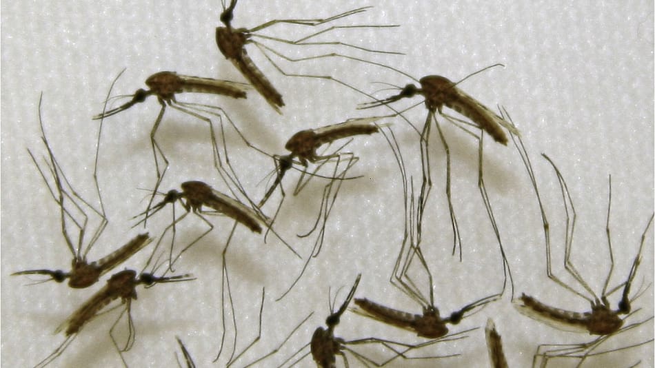 Dengue. Foto: NA.