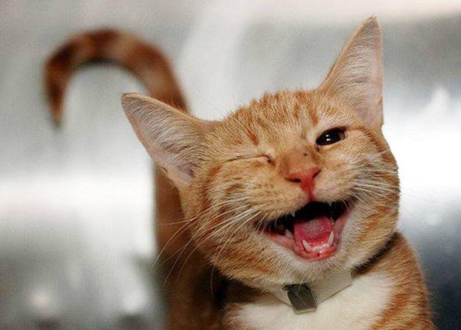 Gatos - Expresiones faciales