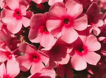 Geranio, flor. Foto: Unsplash