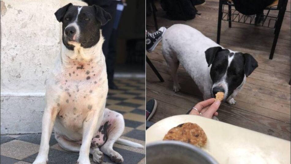 "Perro Vaca", el perro que se hizo viral en Rosario