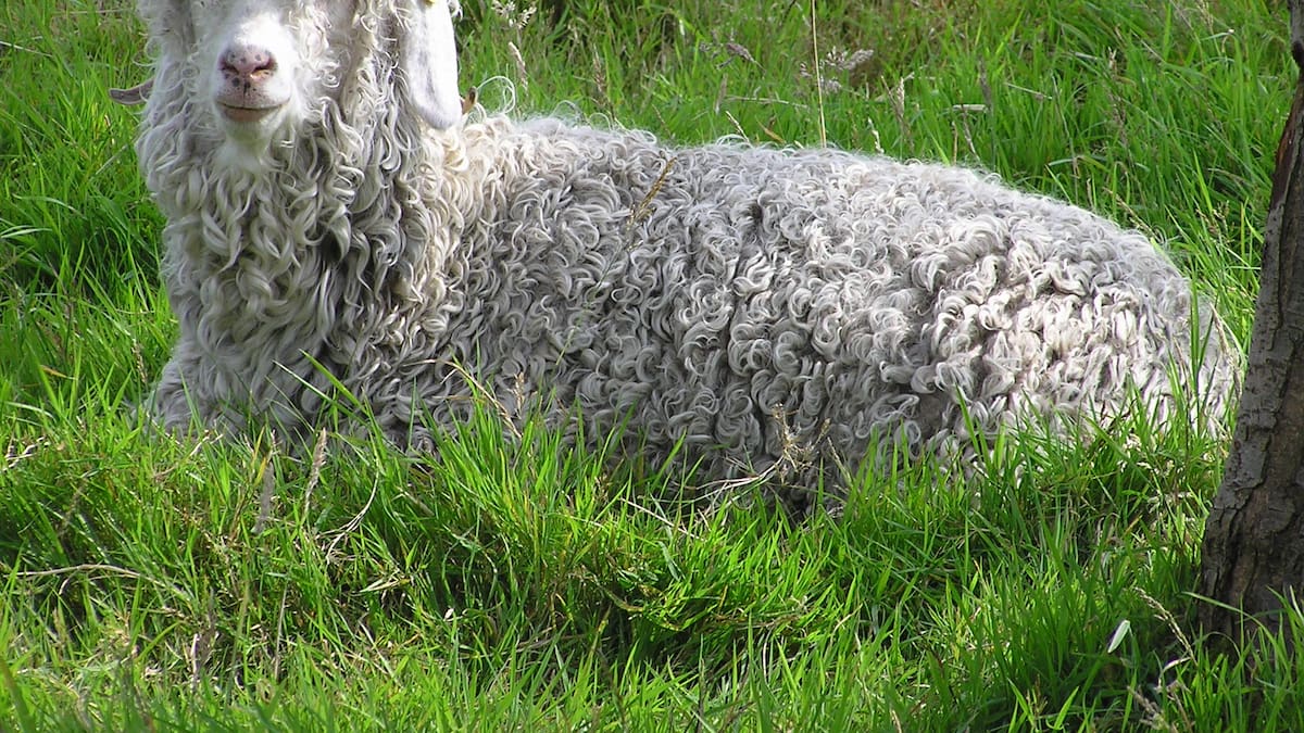 Las cabras de Angora