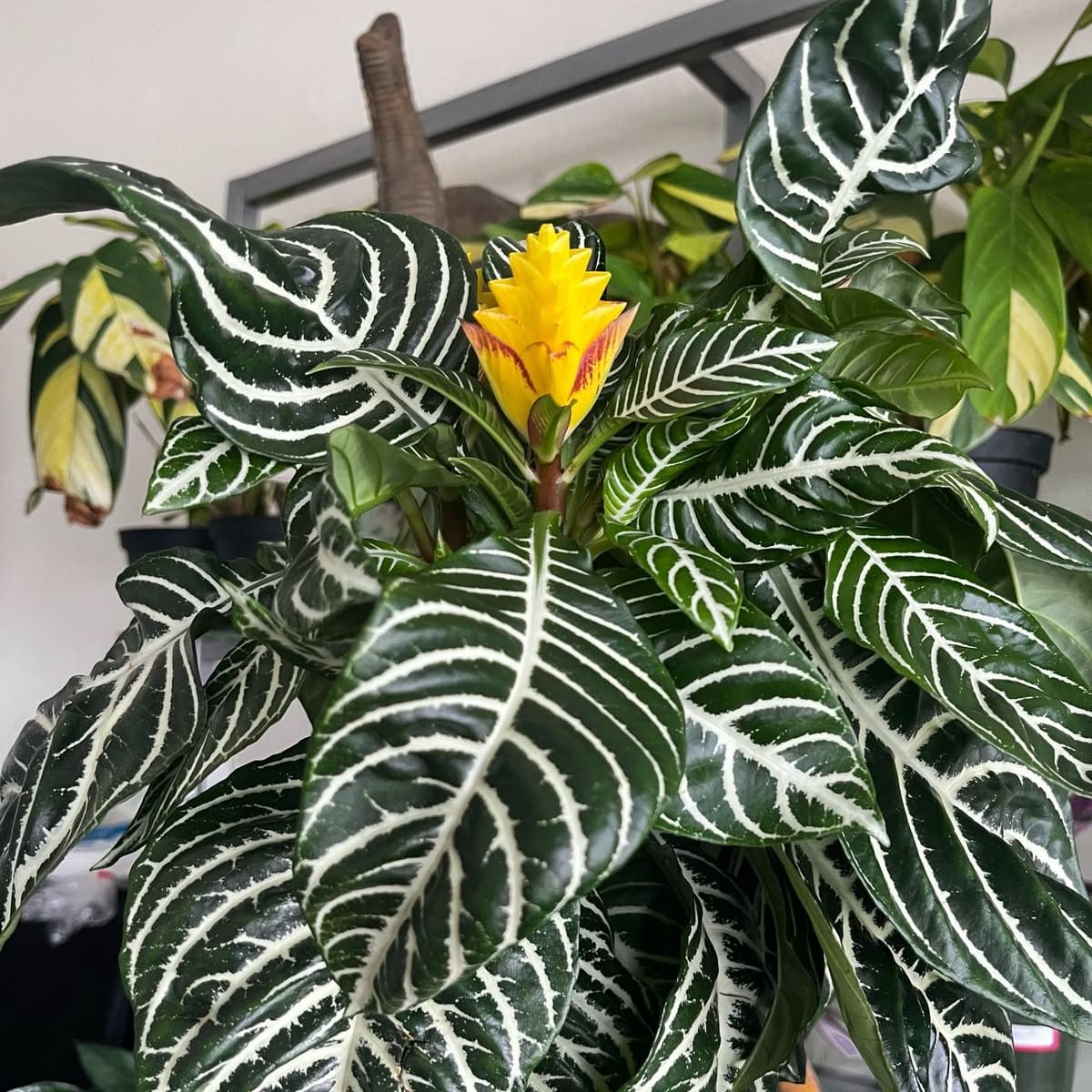 Dónde poner la planta cebra según el Feng Shui