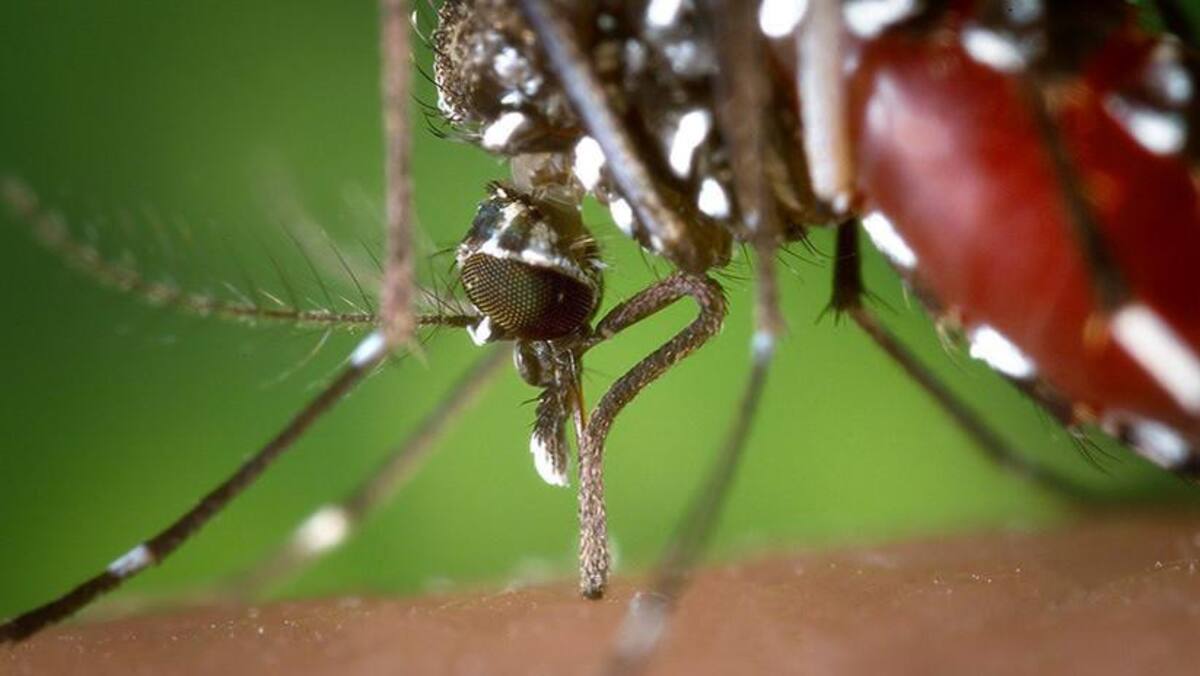 Radar - Mosquito