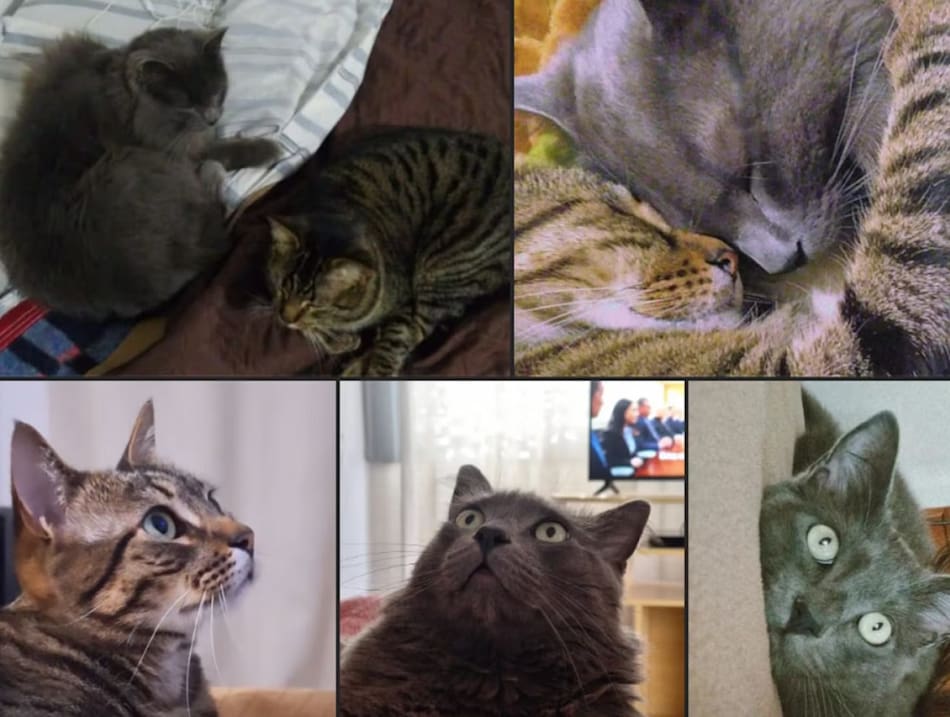 Los gatos que estaban perdidos por el derrumbe del hotel Dubrovnik. Foto: X.