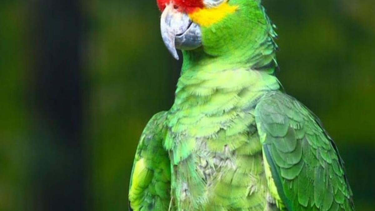 Loro, animales