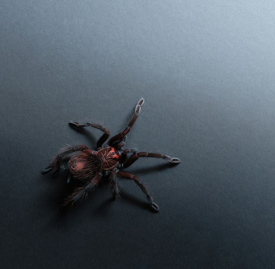 Araña. Foto: Unsplash