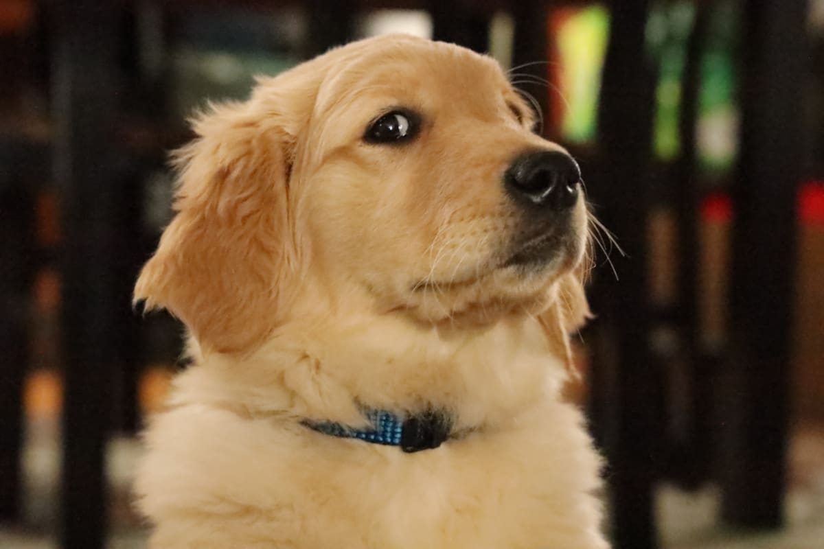 Golden retriever. Foto: Unsplash.