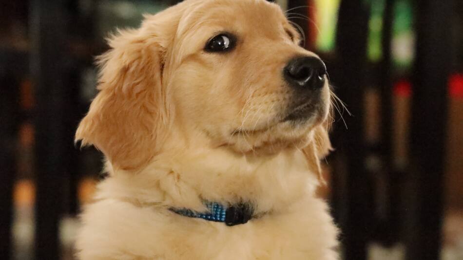 Golden retriever. Foto: Unsplash.