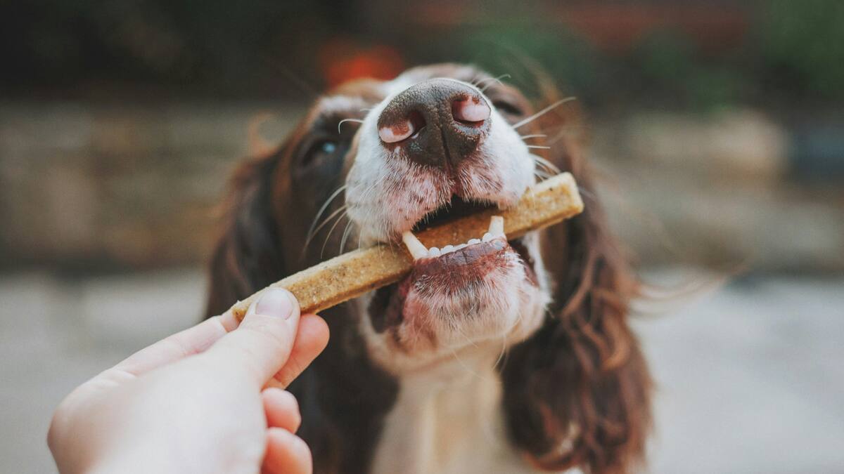 Perro, animales, comida. Foto: Unsplash.