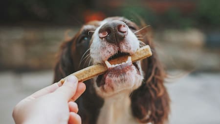 Perro, animales, comida. Foto: Unsplash.