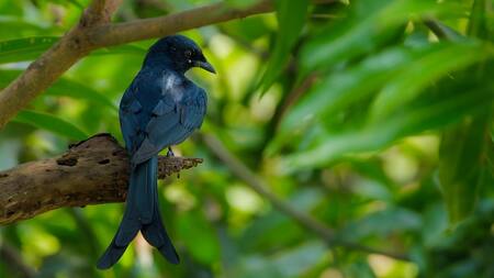 Drongo, pájaro africano. Foto: Pixabay.