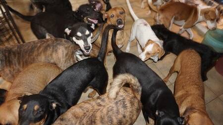 Huracán Dorian: una mujer refugió en su casa a 97 perros