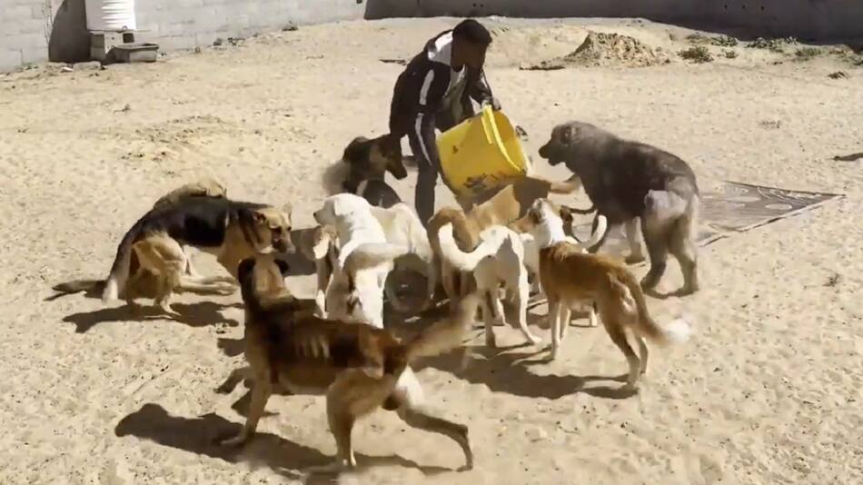 Refugio de animales en Gaza. Foto: captura video Viory.