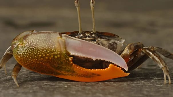 ¿Solución o riesgo ambiental?: descubren que los cangrejos violinistas descomponen microplásticos