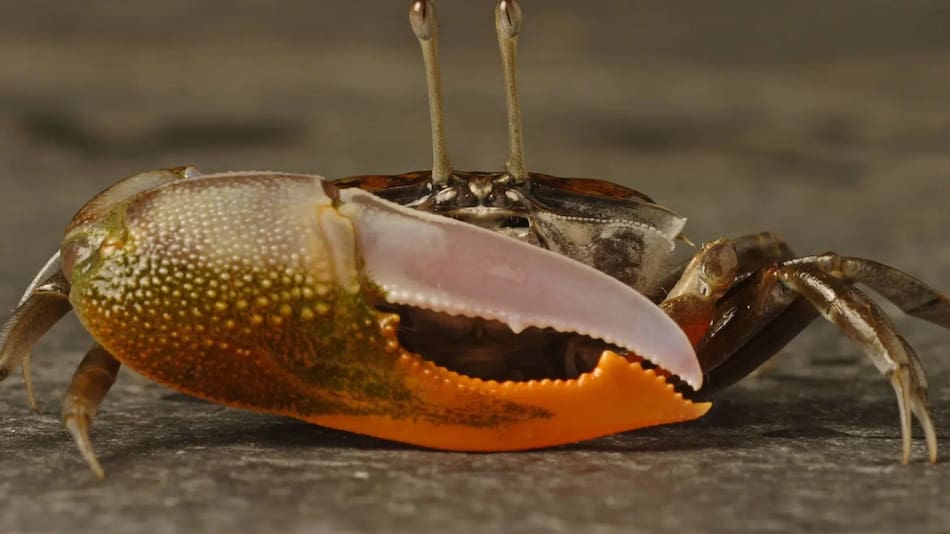 Cangrejo violinista.