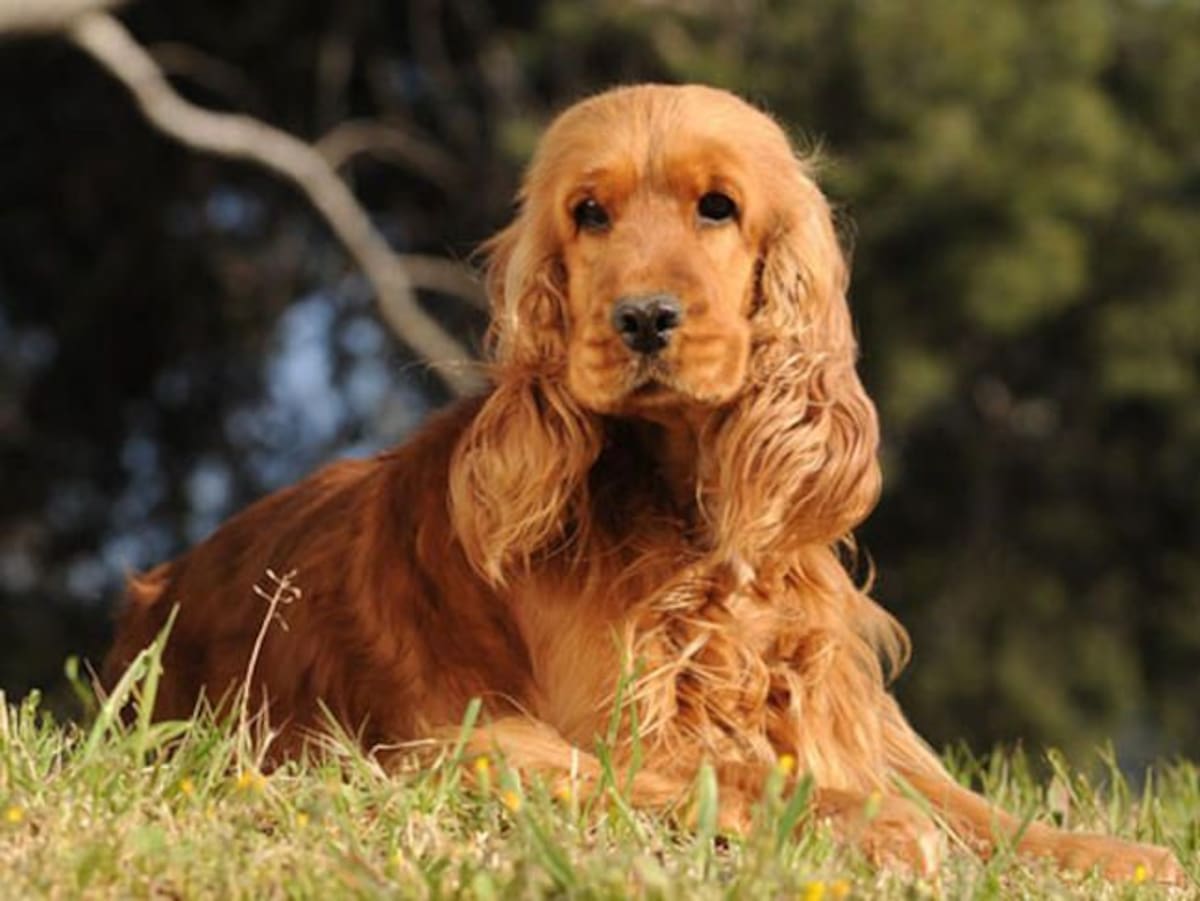 Como cuidar y mantener sano un perrito Cocker