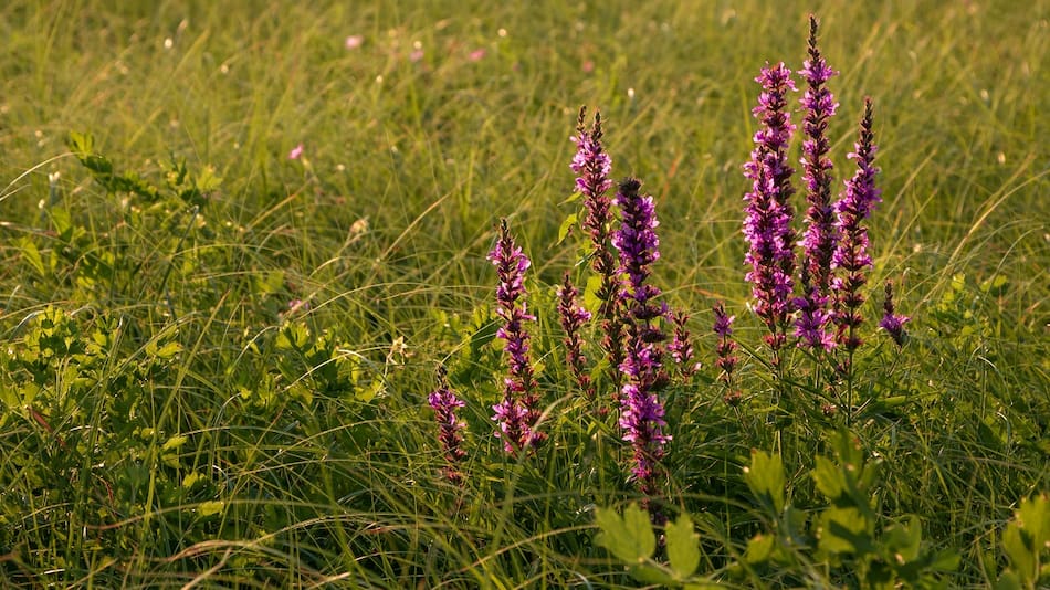 La planta salvia leucantha, ideal para decorar el jardín de tu casa.