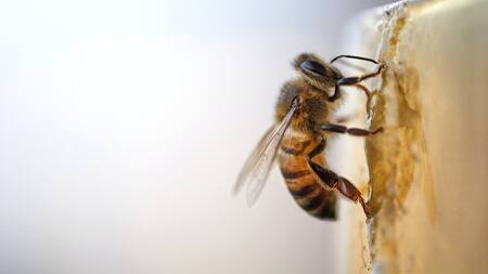 Dentro de un panal abundan tres tipos de abejas. Foto: Unsplash.