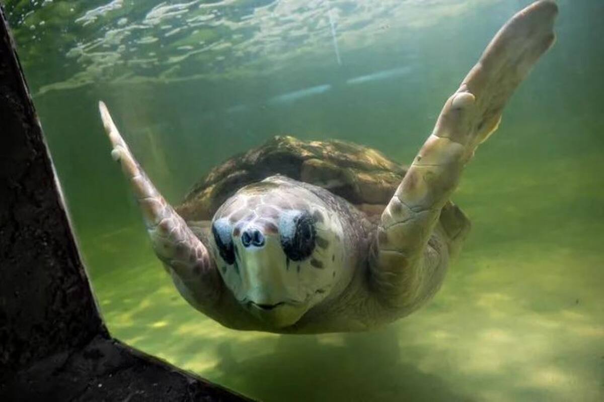 Liberación del tortugo Jorge. Fuente: X