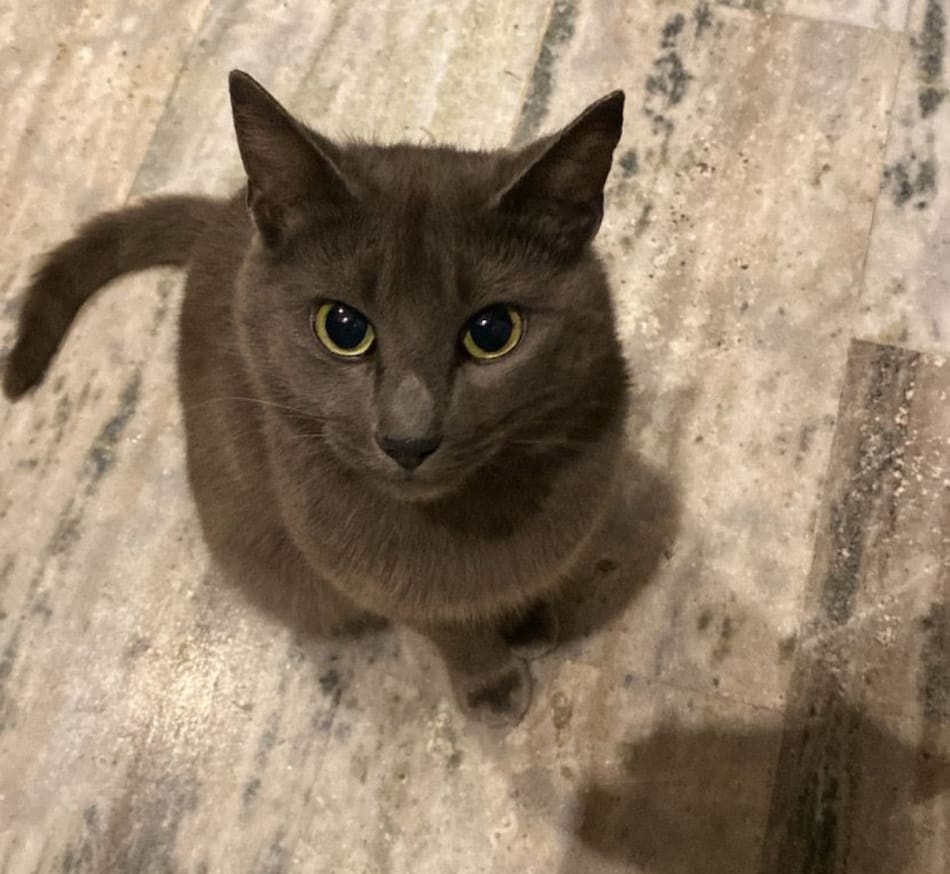 Gato fold escocés. Foto: Canal 26.