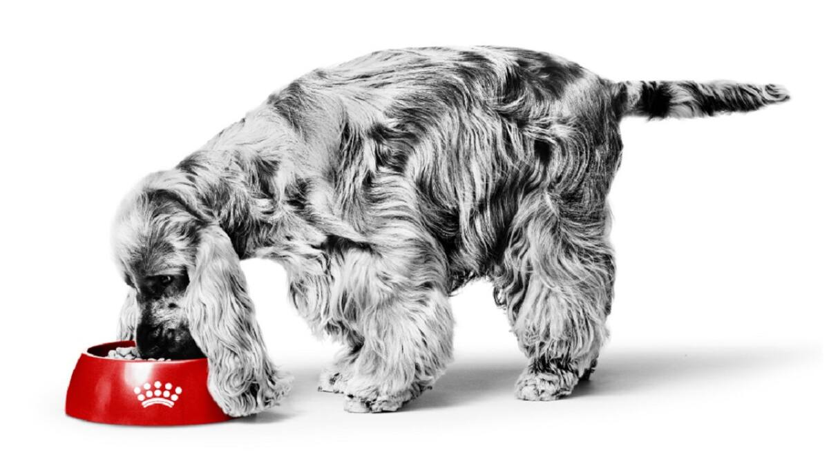 Royal Canin, alimento para perros. Foto: Instagram @royalcaninar