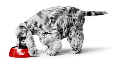 Royal Canin, alimento para perros. Foto: Instagram @royalcaninar