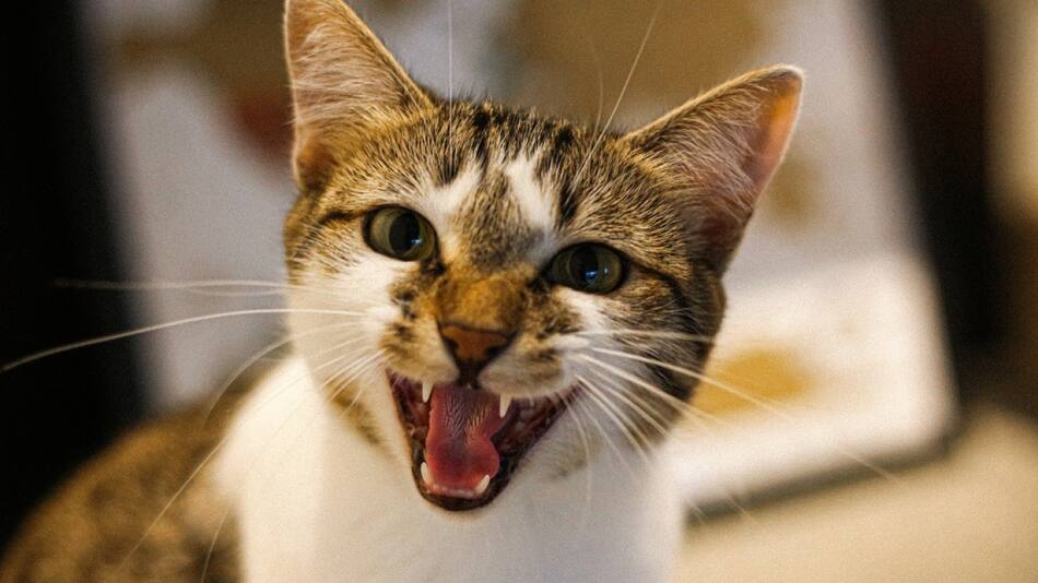 Expresiones faciales en gatos. Foto: Unsplash.