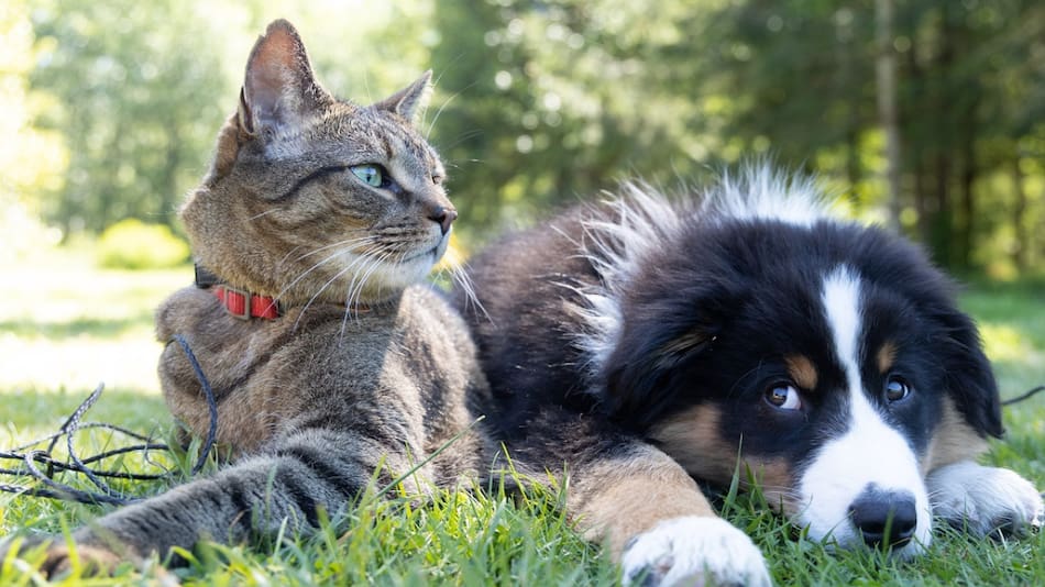 Gatos y perros. Foto: Unsplash.
