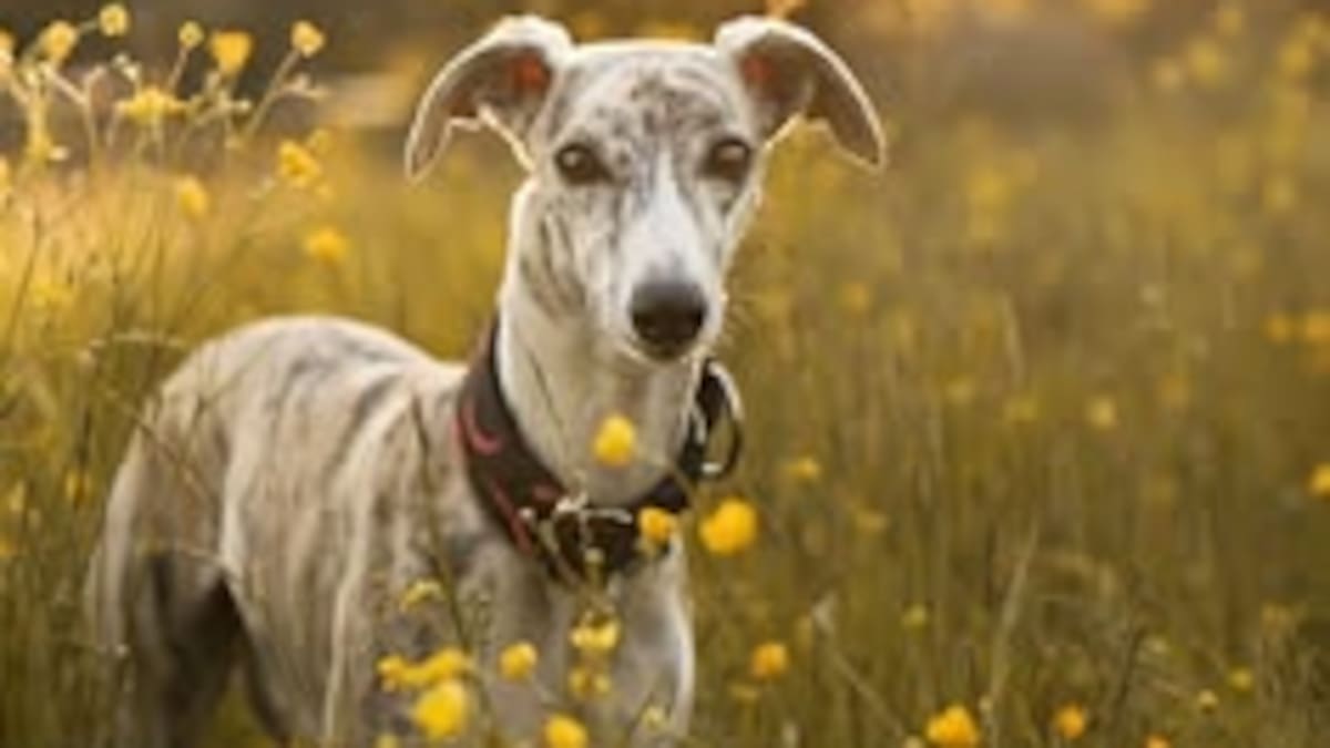 Los veterinarios coinciden en que es una raza sensible que necesita calma y cuidados especiales.